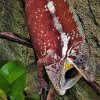 Furcifer pardalis Tamatave male