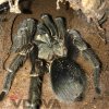 Phormictopus sp. green gold carapax - Adult female (2)