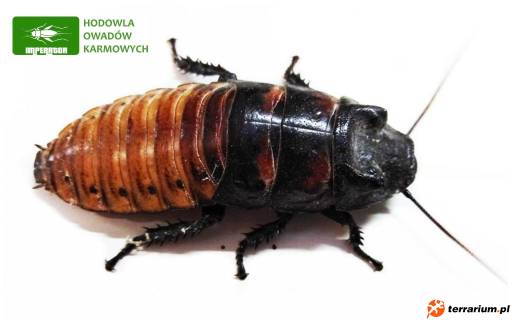 terrarium.pl -> Katalog firm -> Hodowla owadów karmowych IMPERATOR