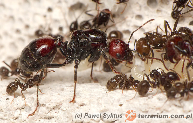 Messor barbarus - mrówka żniwiarka - Formicidae - mrówki - Gatunki -  Gatunki - terrarium.pl